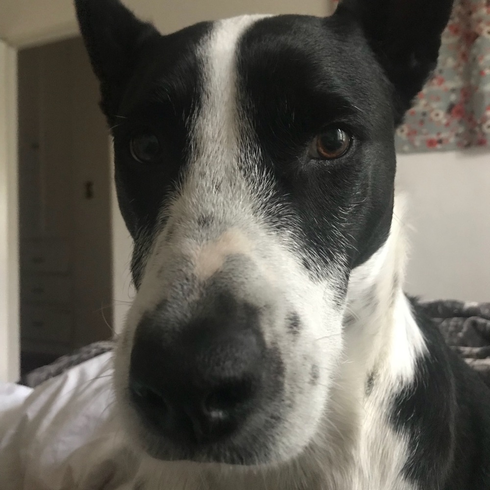 Meet your Posher, Shay